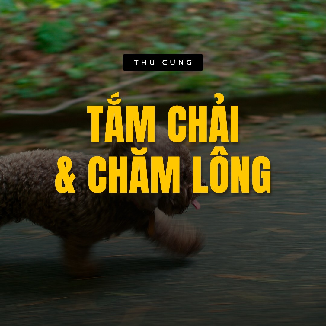 Tắm chải & chăm lông — bộ sưu tập Thú cưng